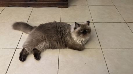 Riyadh, Pet Sitting, Cage Free Pet Boarding And Pet Sitting At A Villa