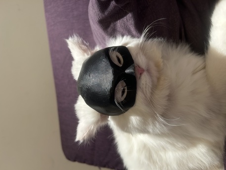 Riyadh, Pet Supplies, Cat For Adoption For Free