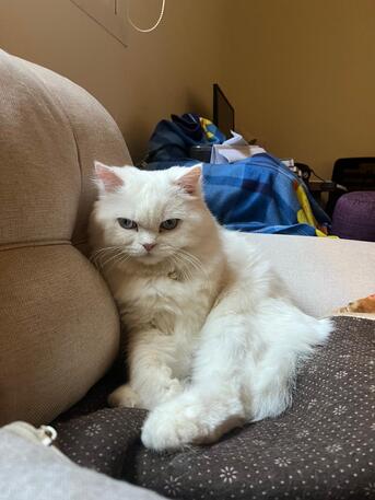 Riyadh, Pet Supplies, Cat For Adoption For Free