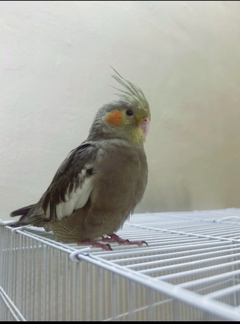 Jeddah, Pet Supplies, SAR 180,  Tamed Cockatiel Bird For Sale