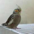 SAR 180,  Tamed Cockatiel Bird For Sale