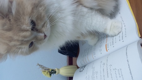 Jeddah, Pet Supplies, SAR 1,  Male Cat For Free Adoption *urgent*