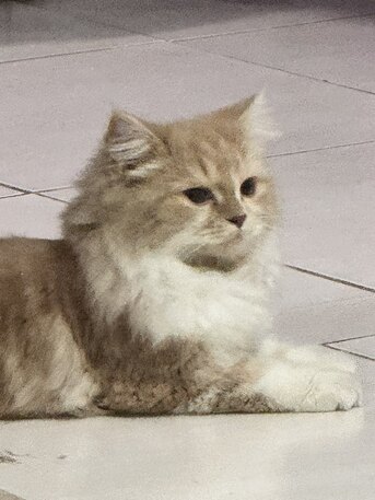 Jeddah, Pet Supplies, SAR 1,  Male Cat For Free Adoption *urgent*