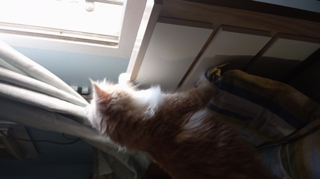 Jeddah, Pet Supplies, SAR 1,  Male Cat For Free Adoption *urgent*