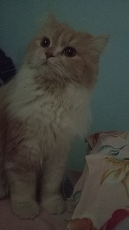 Jeddah, Pet Supplies, SAR 1,  Male Cat For Free Adoption *urgent*