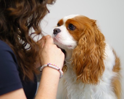 Calgary, Health, Calgary Dog Nail Trimming & Pet Wellness Care At Springbank Vet