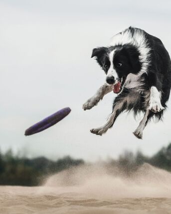 New York, Business, Best Dog Training In Phoenix, AZ