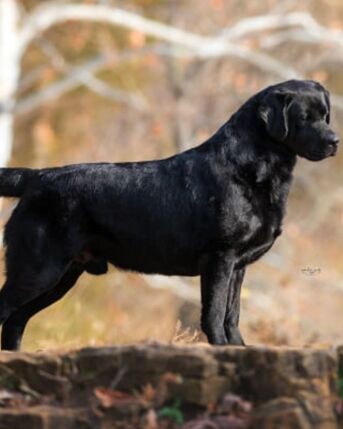 New York, Business, English Labrador Retriever In Arizona