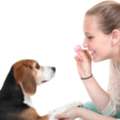 Dog Trainer In Phoenix, AZ
