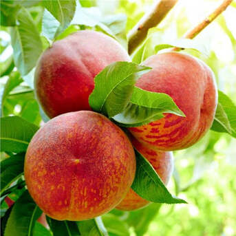 New York, Farm & Garden, USD 169,  Harvester Peach Tree &ndash; Sweet & High Yield Variety