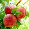 USD 169,  Harvester Peach Tree &ndash; Sweet & High Yield Variety