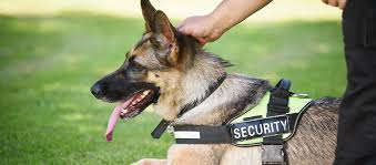 Kuala Lumpur, Security, K9 Security Services By Aegis Security &ndash; Advanced Protection