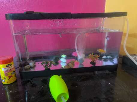 Al Sulaymaniyyah, Pet Supplies, SAR 115,  New Fish Aquarium 14L