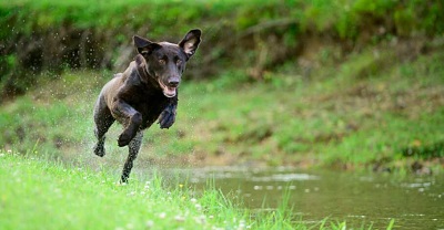 New York, Business, Sit Means Sit Dog Training Atlanta