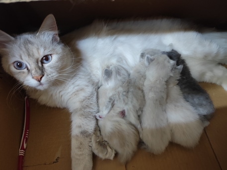 Riyadh, Pet Supplies, SAR 1,  Female Cat With Kittens