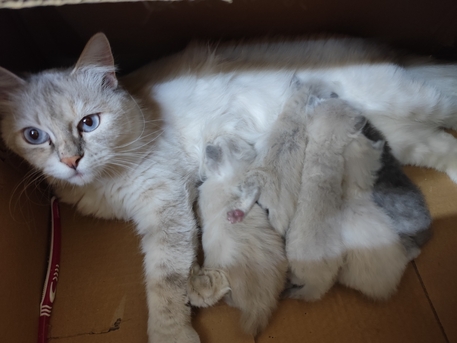 Riyadh, Pet Supplies, SAR 1,  Female Cat With Kittens