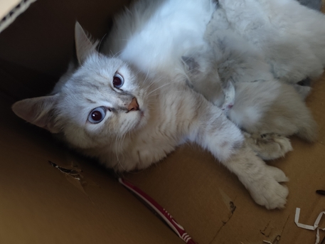 Riyadh, Pet Supplies, SAR 1,  Female Cat With Kittens