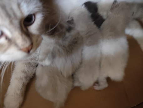 Riyadh, Pet Supplies, SAR 1,  Female Cat With Kittens