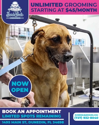 New York, Pet Sitting, Dog Grooming Near Me Dunedin &ndash; Clean, Calm, Precise Care