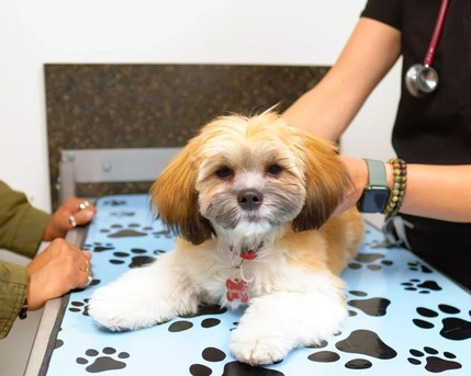 Calgary, Health, Spay & Neuter Calgary | West Springs Veterinary Hospital