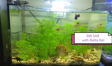 Dammam, Pet Supplies, SAR 200,  Planted Aquarium And Mini Lotus Pond