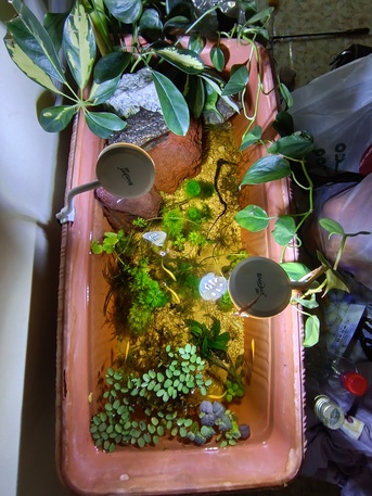 Dammam, Pet Supplies, SAR 200,  Planted Aquarium And Mini Lotus Pond