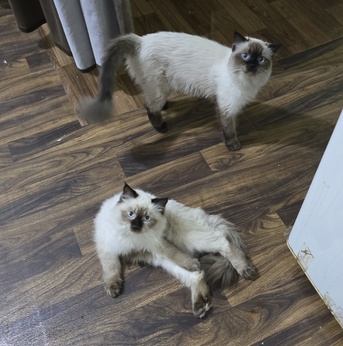 Jeddah, Pet Supplies, 2 Himalayan Persian Cat Adoptions For Free