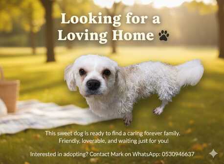 Dammam, Pet Adoption, Shih Tzu