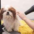 Dog Grooming In Bhopal