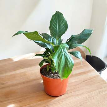 New York, Farm & Garden, USD 24,  Peace Lily &ndash; Best Indoor Air Purifier Plant