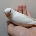 SAR 200,  Albino Rose Love Bird