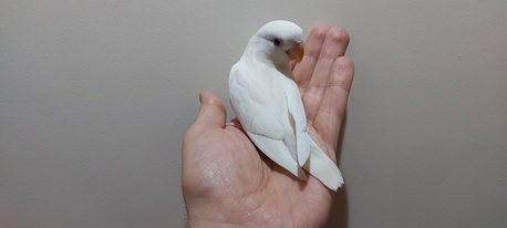 Riyadh, Pet Supplies, SAR 200,  Albino Rose Love Bird
