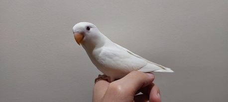 Riyadh, Pet Supplies, SAR 200,  Albino Rose Love Bird