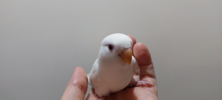 Riyadh, Pet Supplies, SAR 200,  Albino Rose Love Bird