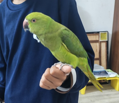 Jeddah, Pet Supplies, SAR 350,  Indian Ring Neck Parrot 1 Year Old