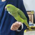 SAR 350,  Indian Ring Neck Parrot 1 Year Old