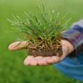 Expert Weed Control In Saskatoon &ndash; Keep Your Lawn Weed-Free