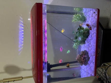 Jubail, Pet Supplies, SAR 300309,  Fish Aquarium With Fishes And Love Birds With Cage