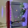 SAR 300309,  Fish Aquarium With Fishes And Love Birds With Cage