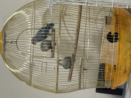 Jubail, Pet Supplies, SAR 300309,  Fish Aquarium With Fishes And Love Birds With Cage