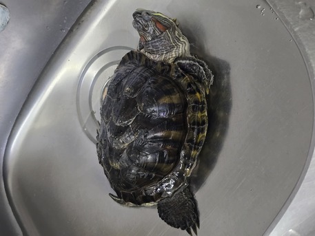 Jeddah, Pet Supplies, SAR 150,  Red Eared Slider Turtle For Sale