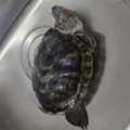SAR 150,  Red Eared Slider Turtle For Sale