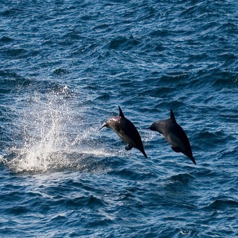 New York, Business, Camelot Kona Fishing Charters Sport HI