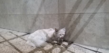 Jeddah, Free Items, A Persian Innocent Abandant Cat