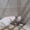 A Persian Innocent Abandant Cat