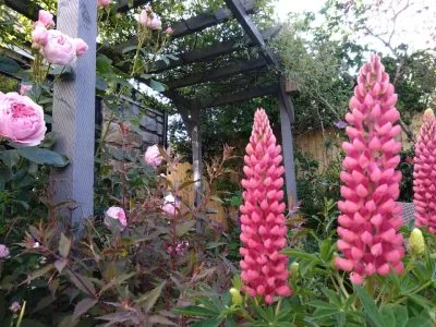 Cardiff, Business, Garden Design Cardiff