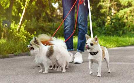 Bhopal, Pet Sitting, Dog Walkers In Bhopal