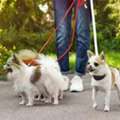 Dog Walkers In Bhopal