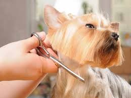New York, Pet Sitting, Convenient Dog Grooming Services In Fishhawk