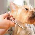 Convenient Dog Grooming Services In Fishhawk